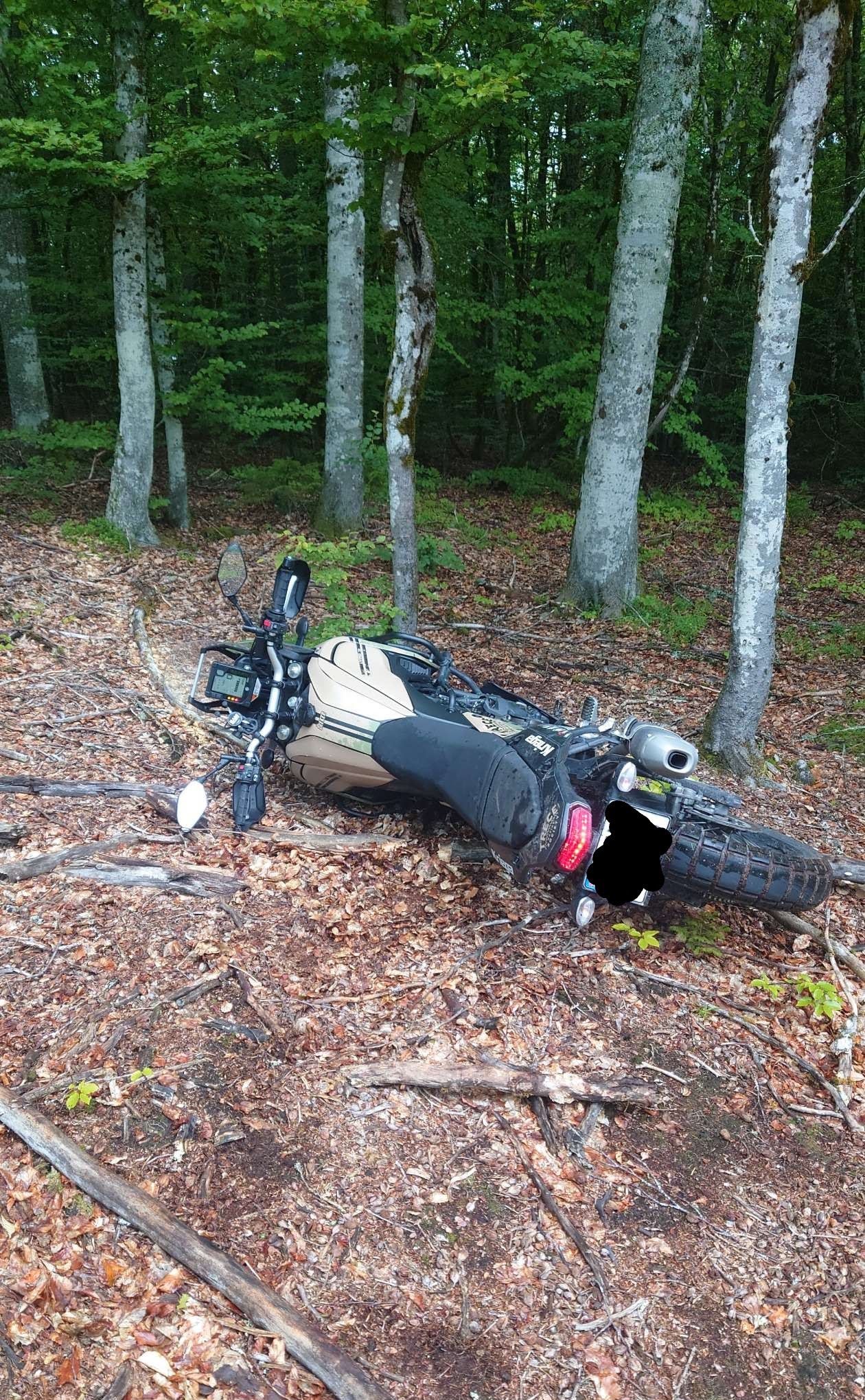 Exploring the Woods and Dropping the Bike